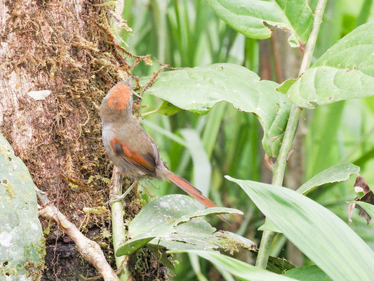 Azaraschlüpfer, Azara´s Spinetail - Synallaxis azarae