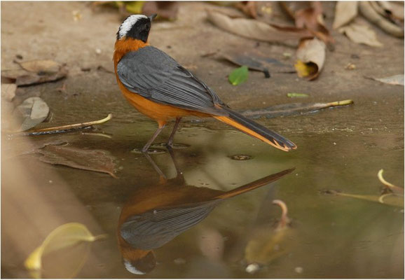 WEISSSCHEITELRÖTEL, WHITE-CROWNED ROBIN-CHAT, COSSYPHA ALBICAPILLA