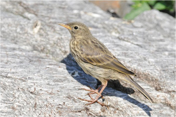 STRANDPIEPER, ROCK PIPIT,  ANTHUS PETROSUS