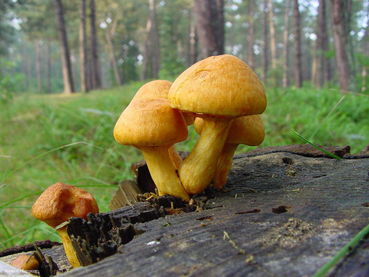 Beringter Flämmling - Gymnopilus junonius