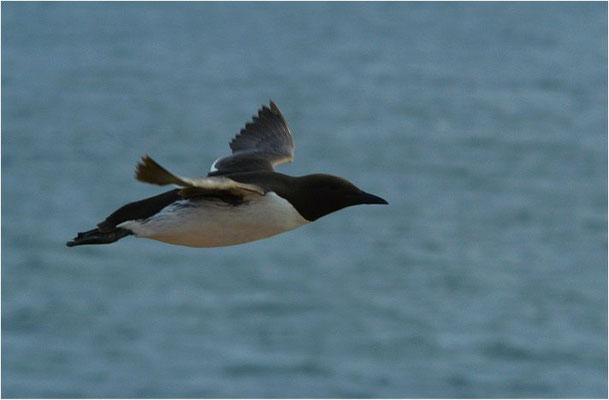 TROTTELLUMME, GUILLEMOT, URIA AALGE