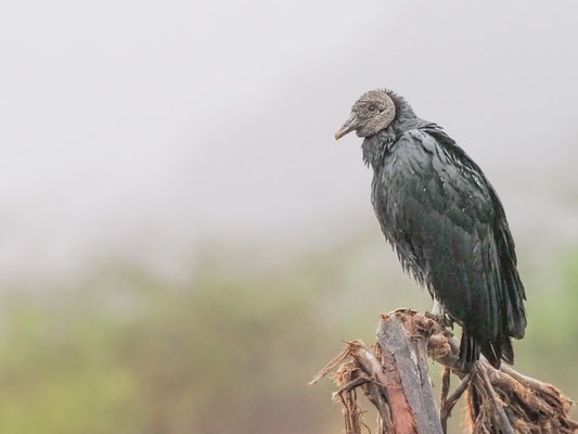 Rabengeier, Black Vulture - Coragyps atratus