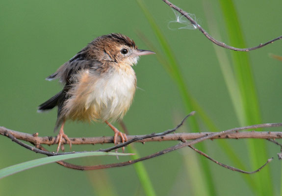 CISTENSÄNGER, ZITTING CISTICOLA, CISTICOLA JUNCIDIS