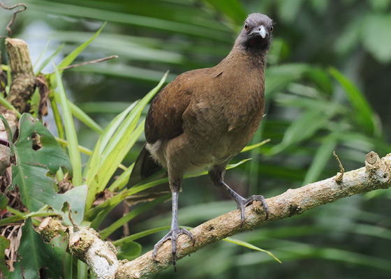 GRAUKOPFCHACHALACA, GRAY-HEADED CHACHALACA, ORTALIS CINEREICEPS