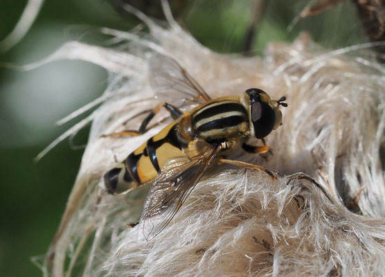 GROSSE SUMPFSCHWEBFLIEGE, HELOPHILUS TRIVITATTUS