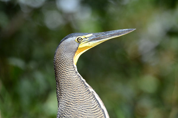 NACKTKEHLREIHER, BARE-THROATED TIGER-HERON, TIGRISOMA MEXICANUM