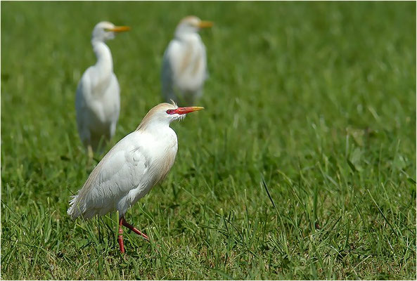 KUHREIHER, CATTLE EGRET, BUBULCUS IBIS