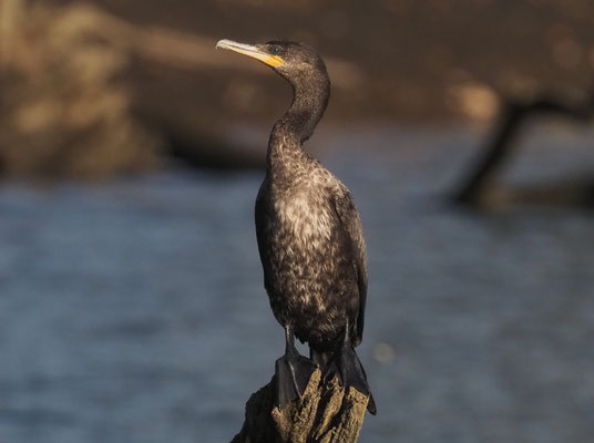 OLIVENSCHARBE, NEOTROPIC CORMORANT, PHALACROCORAX BRASILIANUS