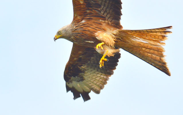 ROTMILAN, RED KITE, MILVUS MILVUS