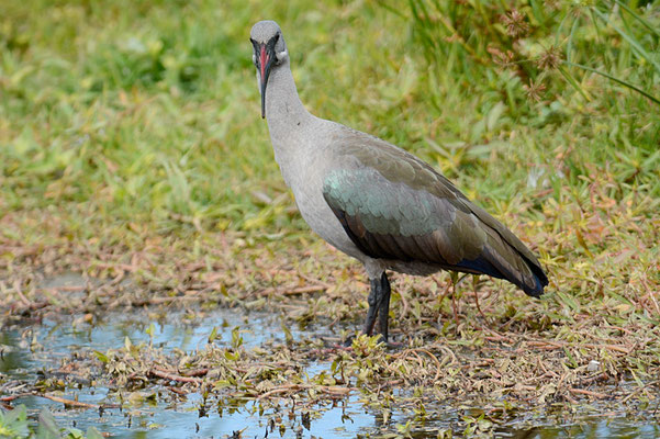 HAGEDASCH, HADEDA IBIS, BOSTRYCHIA HAGEDASH