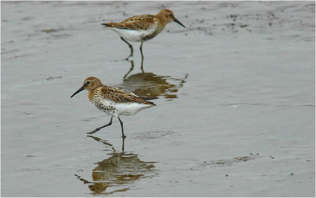 ALPENSTRANDLÄUFER, DUNLIN, CALIDRIS ALPINA