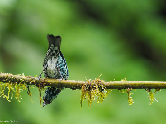 SILBERFLECKENTANGARE, BERYL-SPANGLED TANAGER - TANGARA NIGROVIRIDIS