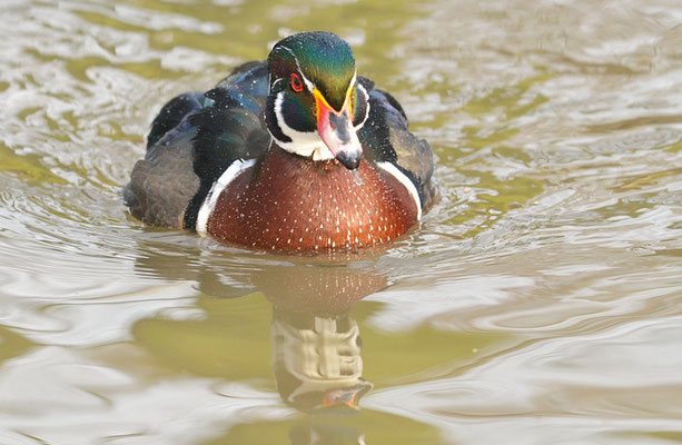 BRAUTENTE, WOOD-DUCK, AIX SPONSA