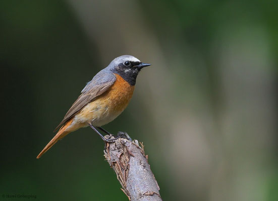 GARTENROTSCHWANZ, COMMON REDSTART, PHOENICURUS PHOENICURUS