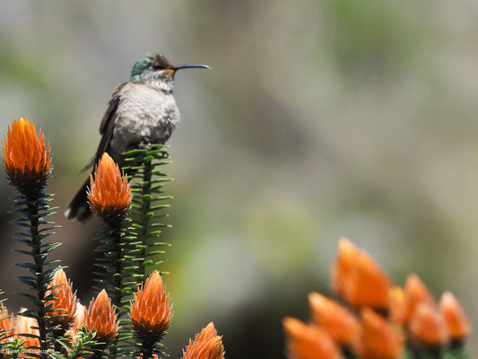 ECUADOR-ANDENKOLIBRI,ECADORIAN HILLSTAR - OREOTROCHILUS CHIMBORAZO