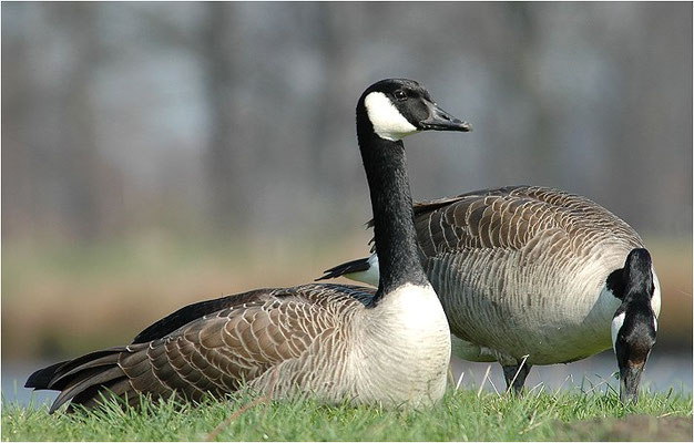 KANADAGANS, CANADA GOOSE, BRANTA CANADENSIS