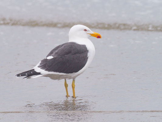 Dominikanermöwe, Kelp Gull - Larus dominicanus