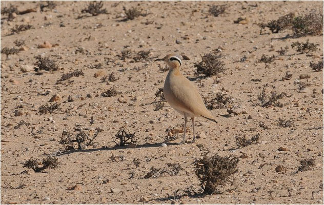 RENNVOGEL, CREAM-COLOURED COURSER, CURSORIUS CURSOR