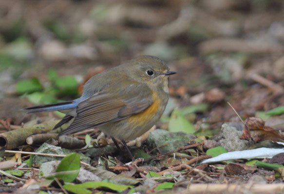 BLAUSCHWANZ, RED-FLANKED BLUETAIL, TARSIGER CYANURUS