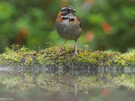 MORGENAMMER, RUFOUS-COLLARED SPARROW - ZONOTRICHIA CAPENSIS