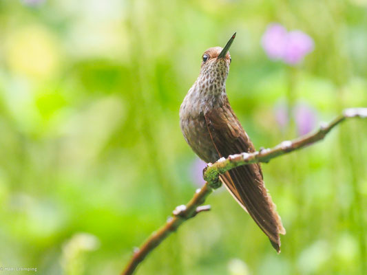 Bronzeandenkolibri, Bronzy Inca - Coeligena coeligena