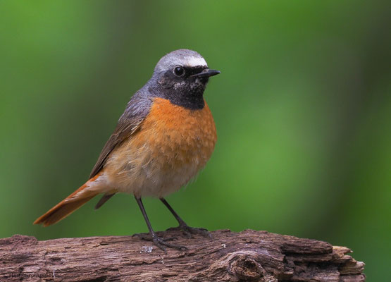 GARTENROTSCHWANZ, COMMON REDSTART, PHOENICURUS PHOENICURUS