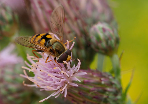 Gemeine Feldschwebfliege, Metasyrphus corollae