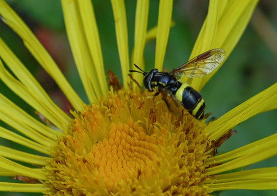 ZWEIBAND-WESPENSCHWEBFLIEGE, CHRYSOTOXUM BICINCTUM