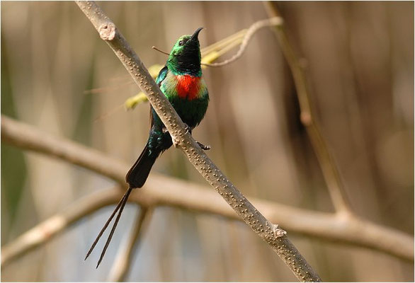 ELFENNEKTARVOGEL, BEAUTIFUL SUNBIRD, NECTARINIA PULCHELLA