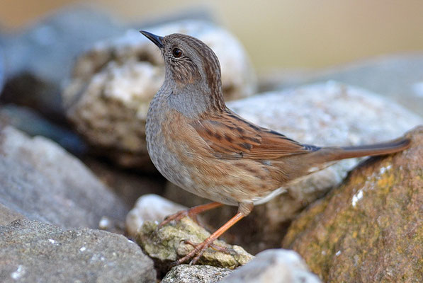 HECKENBRAUNELLE, DUNNOCK, PRUNELLA MODULARIS