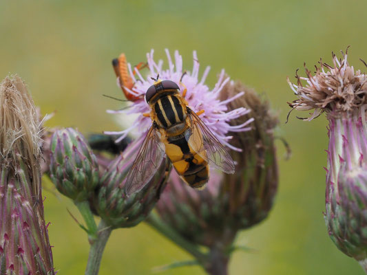 HELLE SUMPFSCHWEBFLIEGE, HELOPHILUS HYBRIDUS