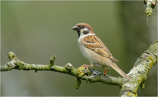 FELDSPERLING, TREE SPARROW, PASSER MONTANUS