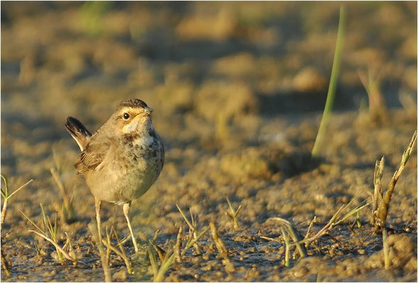 BLAUKEHLCHEN, BLUETHROAT, LUSCINIA SVECICA