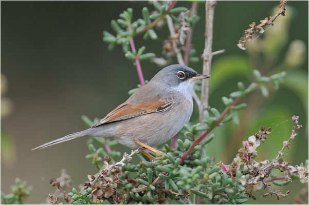 BRILLENGRASMÜCKE, SPECTACLED WARBLER, SYLVIA CONSPICILLATA