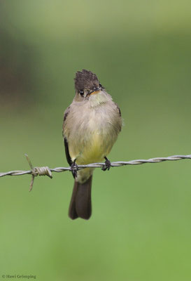 SÜDLICHER WALDSCHNÄPPERTYRANN, TROPICAL PEWEE, CONTOPUS CINEREUS