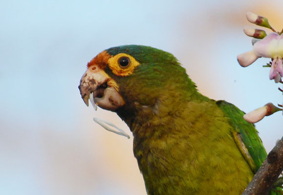 ELFENBEINSITTICH, ORANGE-FRONTED PARAKEET, ARATINGA CANICULARIS