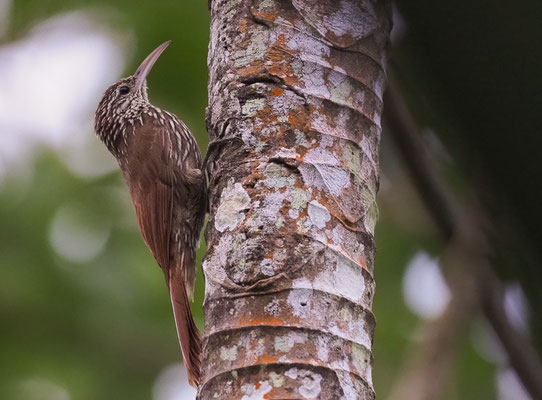 LANZETTSTRICHEL-BAUMSTEIGER, STREAK-HEADED WOODCREEPR, LEPIDOCOLAPTES SOULEYETII