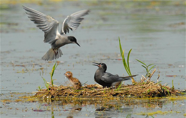 TRAUERSEESCHWALBE, BLACK TERN, CHLIDONIAS NIGER