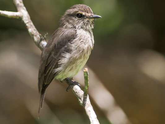 DUNKELSCHNÄPPER, AFRICAN DUSKY FLYCATCHER, MUSCICAPA ADUSTA