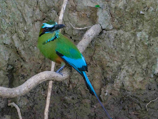 TÜRKISBRAUENMOTMOT, TURQUOISE-BROWED MOTMOT, EUMOMATA SUPERCILIOSA