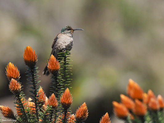 ECUADOR-ANDENKOLIBRI,ECADORIAN HILLSTAR - OREOTROCHILUS CHIMBORAZO