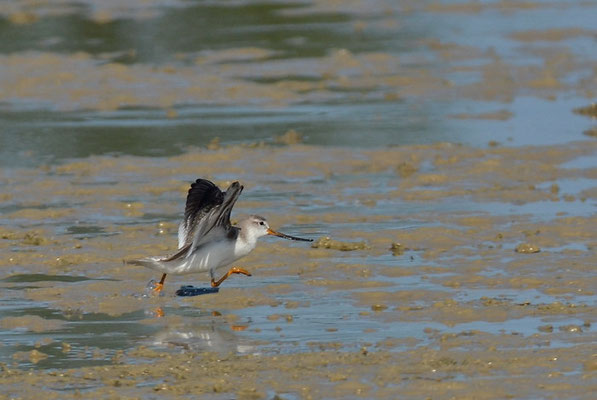 TEREK-WASSERLÄUFER, TEREK SANDPIPER, XENUS CINEREUS