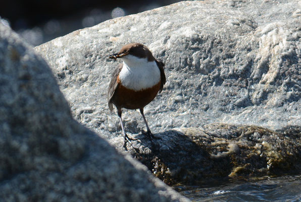 WASSERAMSEL, DIPPER, CINCLUS CINCLUS