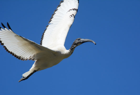 HEILIGER IBIS, AFRICAN SACRED IBIS, THRESKIORNIS AETHIOPICUS
