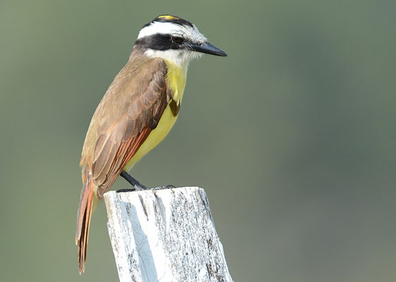SCHWEFELTYRANN, GREAT KISKADEE, PITANGUS SULPHURATUS
