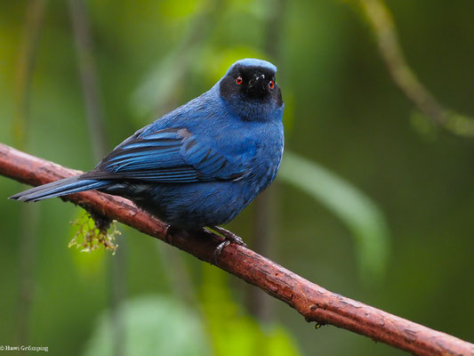 MASKENHAKENSCHNABEL, MASKED FLOWERPIERCER - DIGLOSSA CYANEA