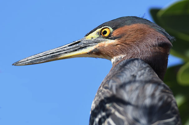 GRÜNREIHER, GREEN HERON, BUTORIDES VIRESCENS