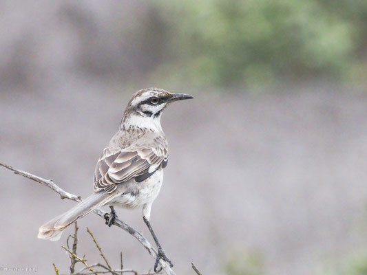 Langschwanz-Spottdrossel, Long-tailed Mockingbird - Mimus longicaudatus