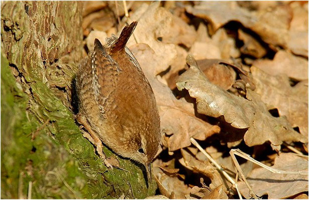ZAUNKÖNIG, WREN, TROGLODYTES TROGLODYTES