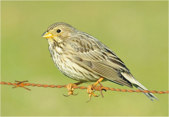 GRAUAMMER, CORN BUNTING, EMBERIZA CALANDRA